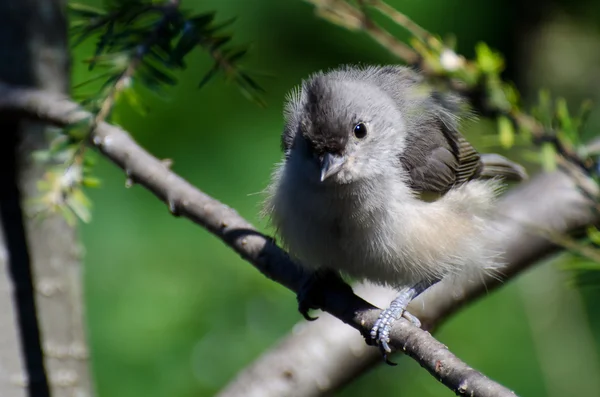 Young Tufted Titmouse All Fluffed Up — Stock Photo, Image