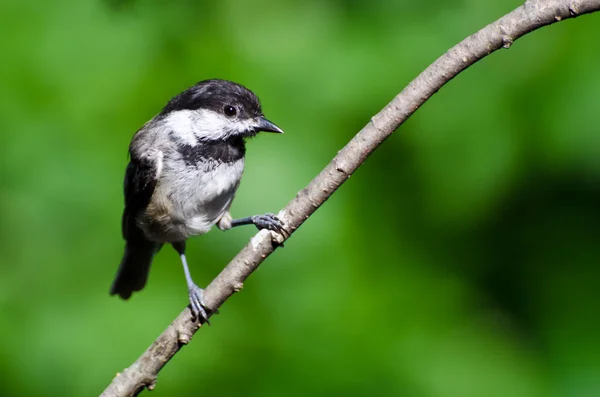 Young Black-Capped Chickadee Perched on a Branch — Stock Photo, Image