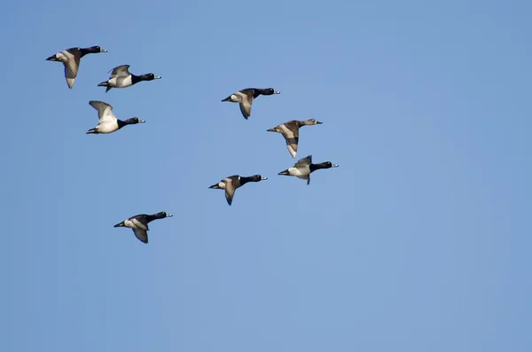 Flock of Ring-Necked Ducks Flying in Blue Sky — Stock Photo, Image