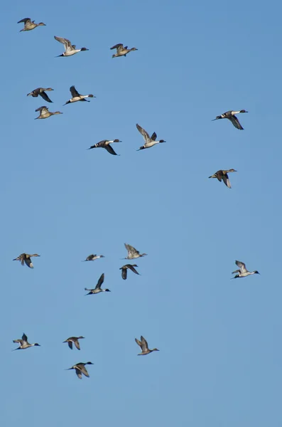 Стая северных пингвинов, летящих в голубом небе — стоковое фото