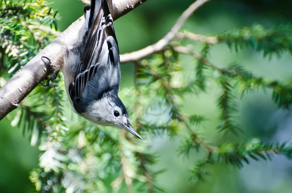 Nuthatch dal petto bianco arroccato a testa in giù — Foto Stock