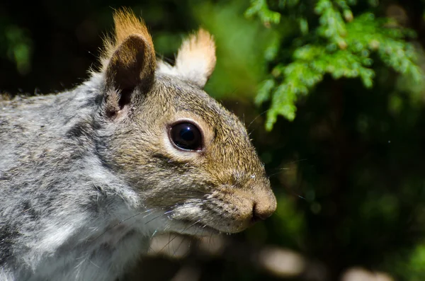 Eichhörnchen-Profil — Stockfoto