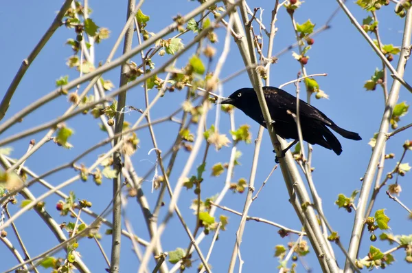 Evil Looking Common Grackle Perched in a Tree — Stock Photo, Image