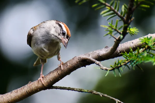 Zvědavý chipping sparrow na větev — Stock fotografie