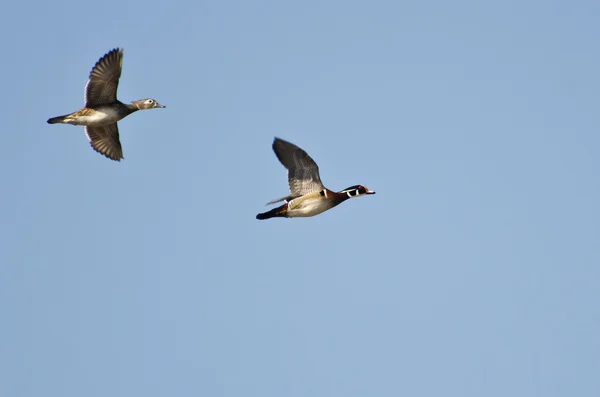 Dvojice dřevo kachny létání v modré obloze — Stock fotografie