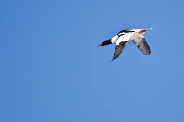 Lone manliga gemensamma merganser flyger i blå himmel — Stockfoto