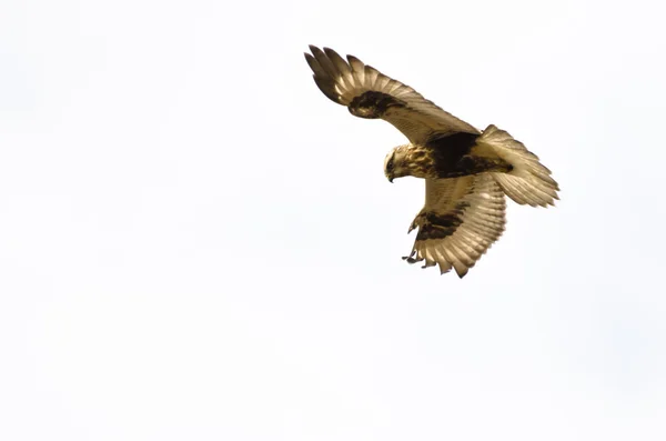 Falco dalle gambe dure su sfondo bianco — Foto Stock