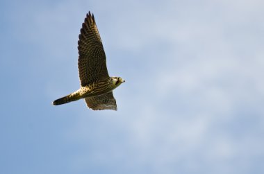 Peregrine Falcon Flying in a Cloudy Sky clipart
