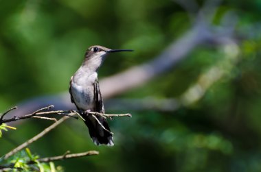 bir ağaca tünemiş yakut boğazlı sinek kuşu