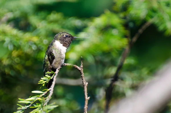 Manlig ruby - Vitstrupig hummingbird uppflugen i ett träd — Stockfoto