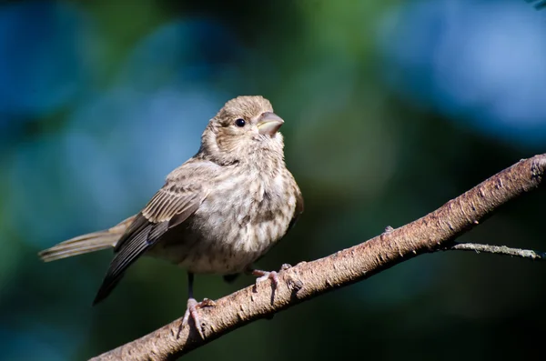 Junger Hausfink hockt in einem Baum — Stockfoto