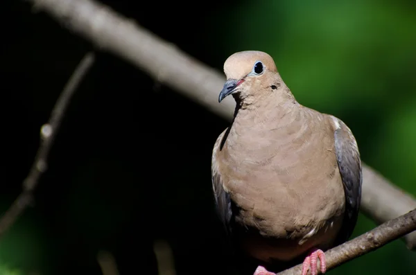 Гордый скорбящий голубь, сидящий на дереве — стоковое фото