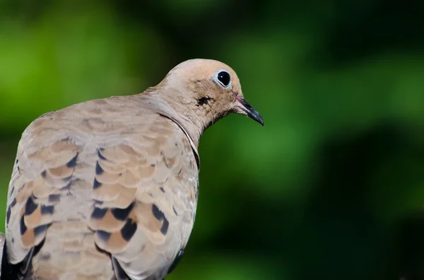 En frågande mourning dove uppflugen i ett träd — Stockfoto