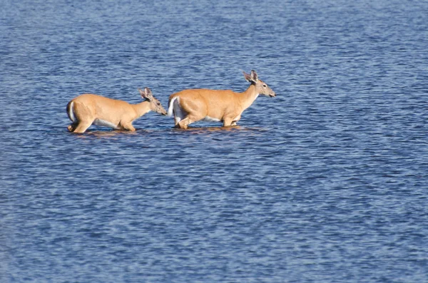 Twee herten uit waden in het water — Stockfoto