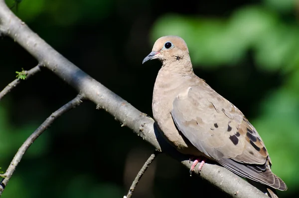 En stolt mourning dove uppflugen i ett träd — Stockfoto