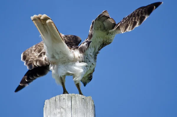 Red-Tailed Hawk Landing on a Pole — Stock Photo, Image