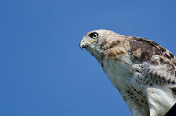 Primo piano di un falco dalla coda rossa — Foto Stock