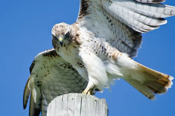 Red - tailed hawk "peering" op prooi — Stockfoto