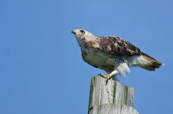 Red - tailed hawk zat op een paal — Stockfoto