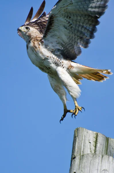 Red-Tailed Hawk Taking to Flight — Stock Photo, Image