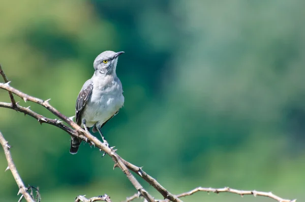 Northern Mockingbird Perched in a Tree — Stock Photo, Image