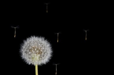 karahindiba ve sürüklenen tohumları