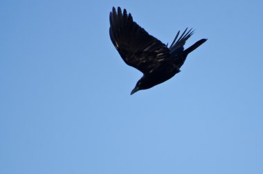 American Crow Diving in a Blue Sky clipart
