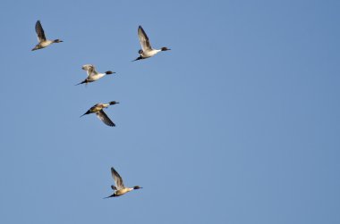 mavi gökyüzünde uçan beş Kuzey pintails