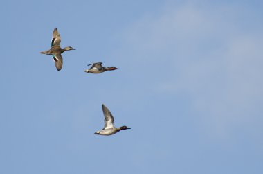 Üç yeşil - kanatlı bir bulutlu gökyüzü uçan külçe