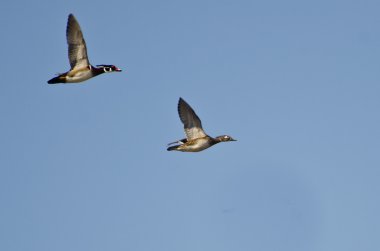 ahşap mavi gökyüzünde uçan ördek çifti