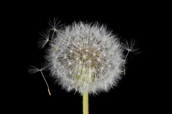 Entangled Dandelion Seeds — Stock Photo, Image
