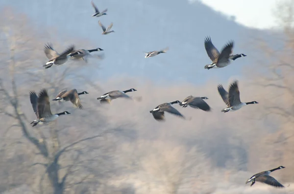 Kanada Hanhet Motion Over the Marsh — kuvapankkivalokuva