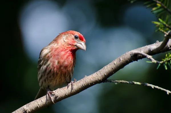 Man House Finch Uppflugen på en gren — Stockfoto