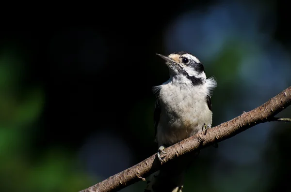 Flauschspecht hockt auf einem Ast — Stockfoto