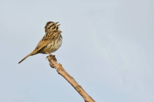 Singing Sparrow — Stock Photo, Image