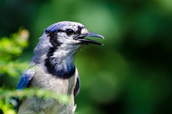 Blue jay profiel — Stockfoto