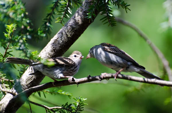 Mladí chipping sparrow byli krmeni svého nadřízeného — Stock fotografie