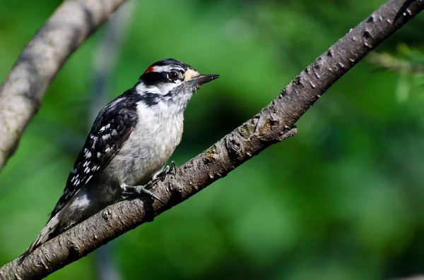 Downy Woodpecker Perched on a Branch — Stock Photo, Image