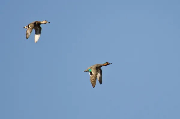 Coppia di Teal alati verdi che volano in un cielo blu — Foto Stock