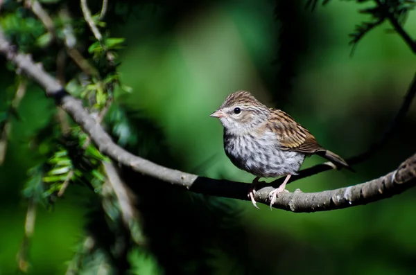 Mladí chipping sparrow na větev — Stock fotografie