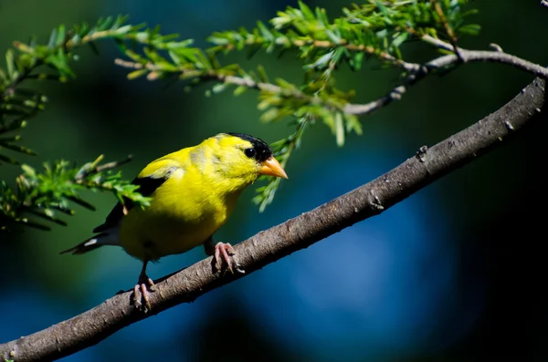 Amerikkalainen Goldfinch kyydissä oksalla — kuvapankkivalokuva