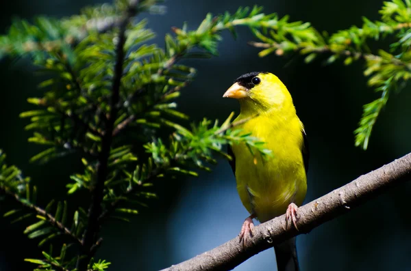 Amerikaanse mannelijke distelvink zat op een tak — Stockfoto