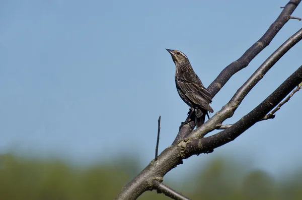 Vrouwelijke red - winged blackbird zat in een boom — Stockfoto