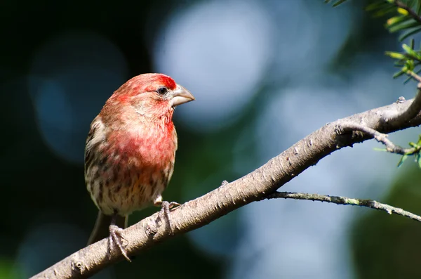 Man House Finch Uppflugen på en gren — Stockfoto