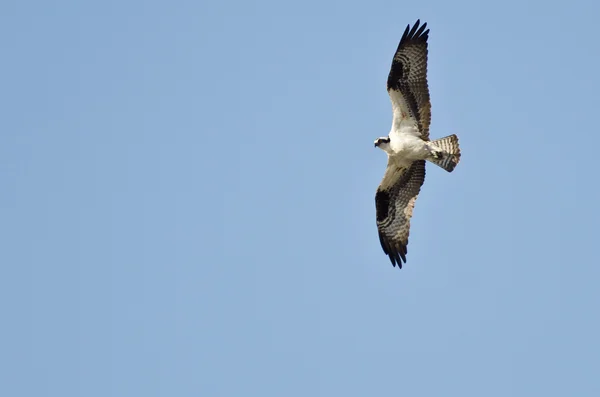 Osprei vliegend in een blauwe lucht — Stockfoto