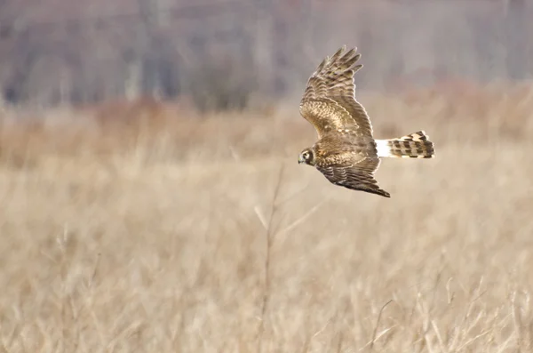 Northern Harrier Flying over the Marsh — Stock Photo, Image