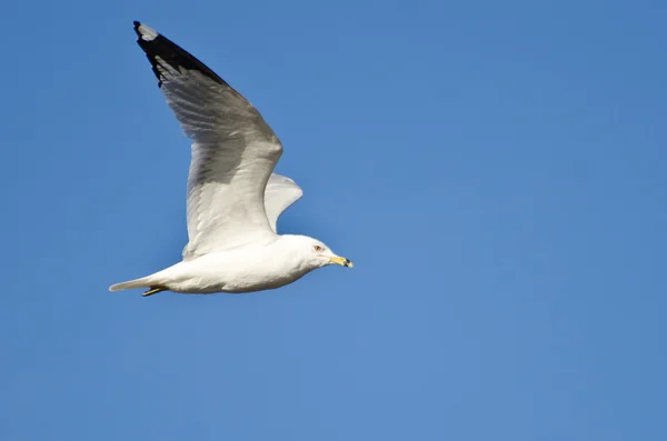 Gabbiano fatturato ad anello che vola in cielo blu — Foto Stock