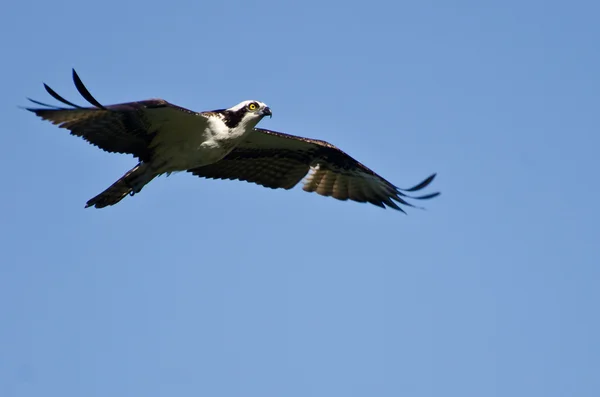 Osprey lecący na błękitnym niebie — Zdjęcie stockowe