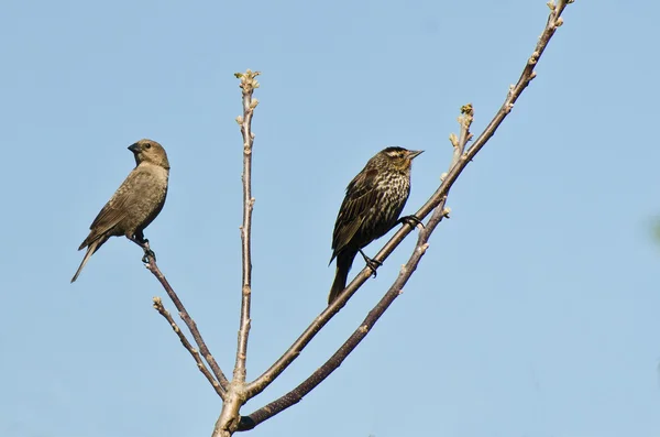 Vrouwelijke red - winged blackbird in boom met vrouwelijke Bruinkop-koevogel — Stockfoto