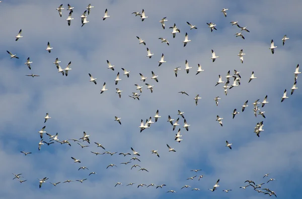 Große Schar fliegender Schneegänse — Stockfoto